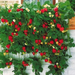 Fraisier 'Mount Everest' - Des fraises en hauteur tout l'été