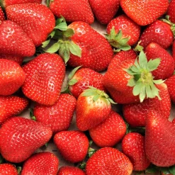Fraisier remontant Charlotte - Des fraises tout l'été