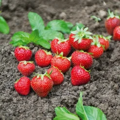 Fraisier remontant Charlotte - Des fraises tout l'été