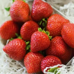 Fraisier remontant Charlotte - Des fraises tout l'été
