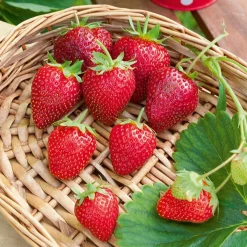 Fraisier remontant Cirafine - Des fraises tout l'été
