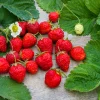 Fraisier remontant Gento - Des fraises tout l'été