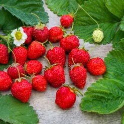 Fraisier remontant Gento - Des fraises tout l'été