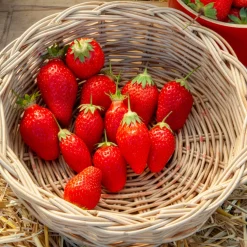 Fraisier remontant Gento - Des fraises tout l'été