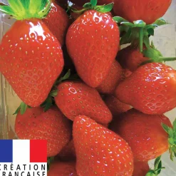 Fraisier remontant Mariguette ® - Des fraises tout l'été
