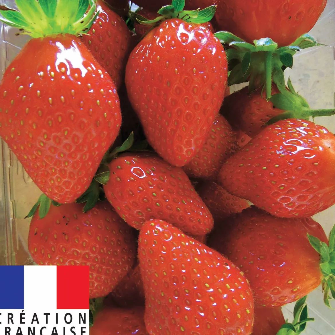 Fraisier remontant Mariguette ® - Des fraises tout l'été