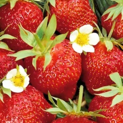Fraisier remontant Ostara - Des fraises tout l'été