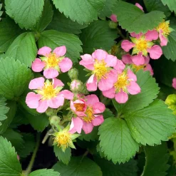 Fraisier rose Pink Panda - Fleurs roses et vraies fraises
