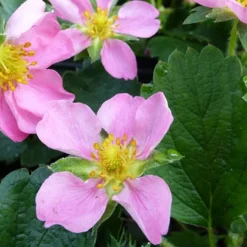 Fraisier rose Pink Panda - Fleurs roses et vraies fraises