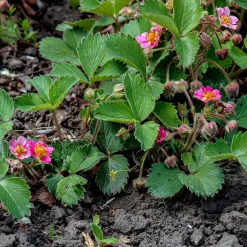 Fraisier rose Pink Panda - Fleurs roses et vraies fraises