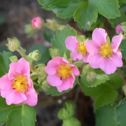 Fraisier rose Pink Panda - Fleurs roses et vraies fraises
