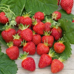 Fraisier Rubis des jardins - Des fraises dès juin