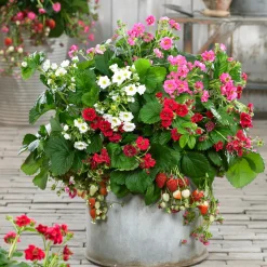 3 Fraisiers à fleurs doubles en mélange - Des fleurs, puis des fraises