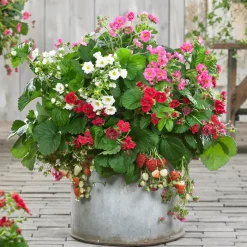 3 Fraisiers à fleurs doubles en mélange - Des fleurs, puis des fraises