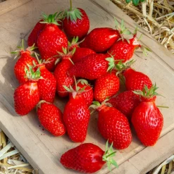 20 Fraisiers non remontants Gariguette - La fraise star de vos printemps