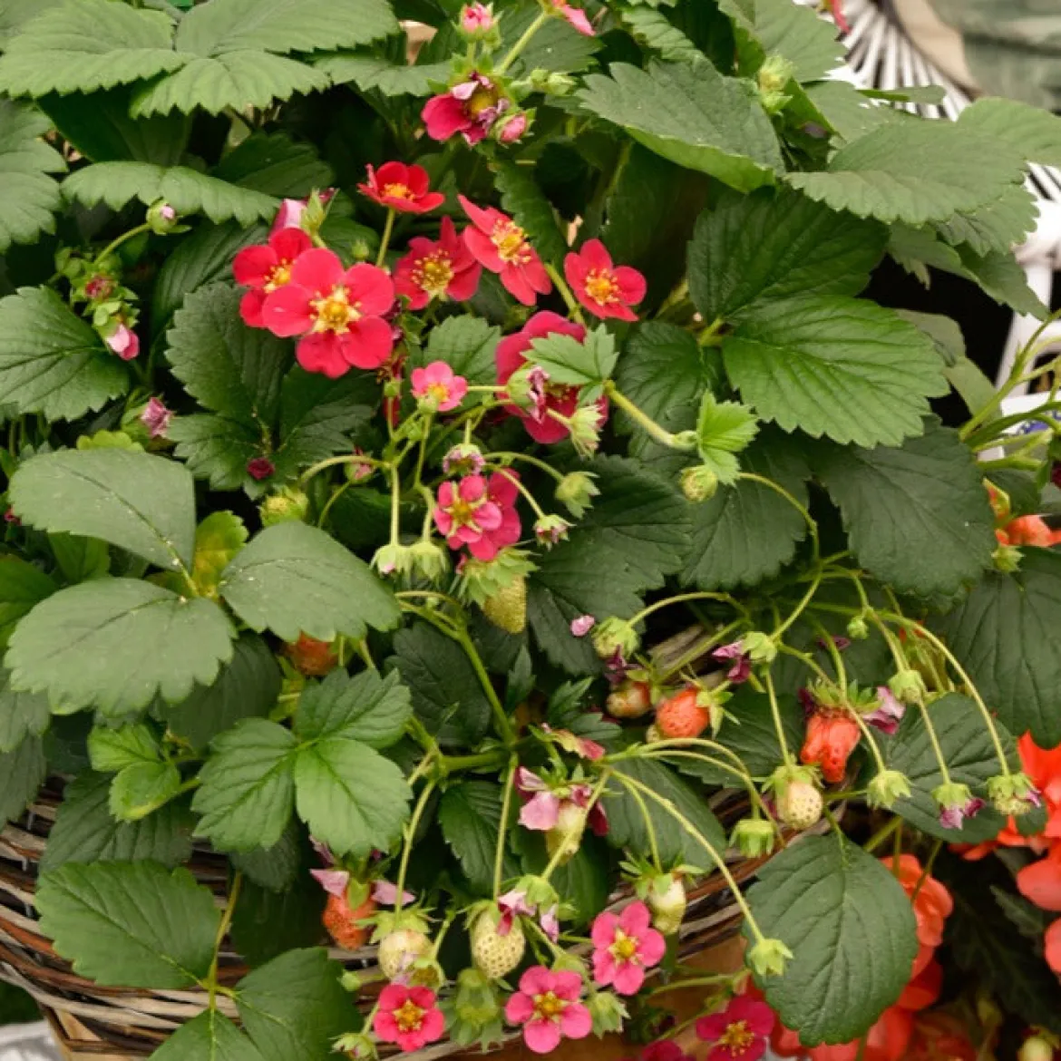 3 Fraisiers remontants à fleurs roses Toscana - Fleurs roses et fraises tout l'été
