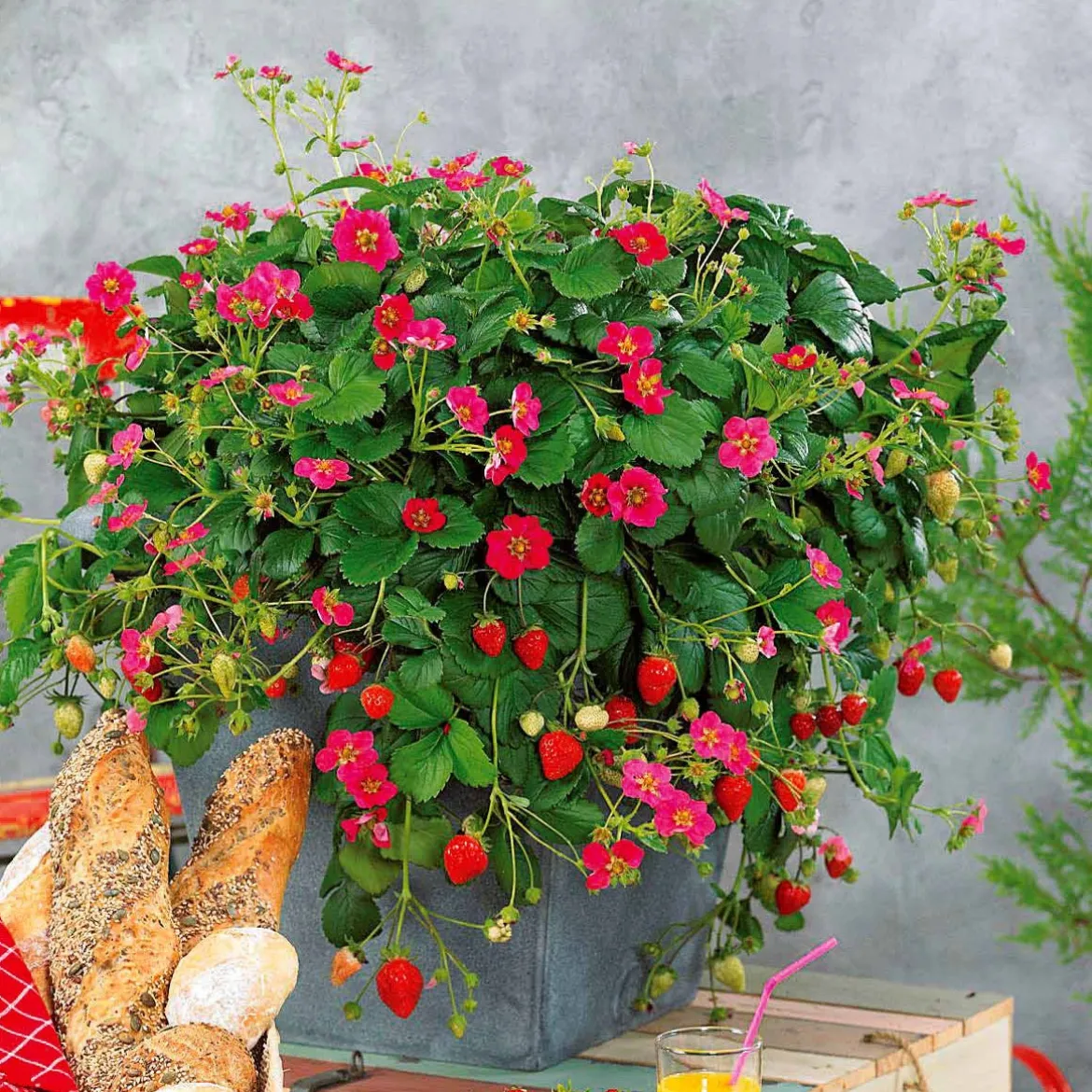 3 Fraisiers remontants à fleurs roses Toscana - Fleurs roses et fraises tout l'été