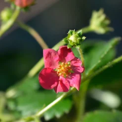 3 Fraisiers remontants à fleurs roses Toscana - Fleurs roses et fraises tout l'été