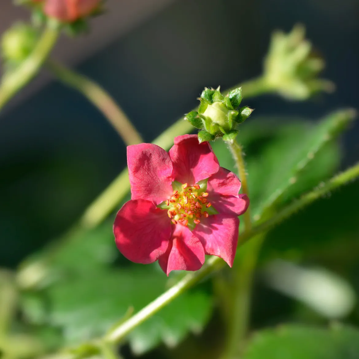 3 Fraisiers remontants à fleurs roses Toscana - Fleurs roses et fraises tout l'été