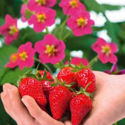 3 Fraisiers remontants à fleurs roses Toscana - Fleurs roses et fraises tout l'été