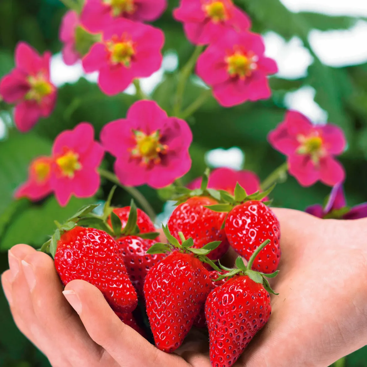 3 Fraisiers remontants à fleurs roses Toscana - Fleurs roses et fraises tout l'été