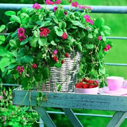 3 Fraisiers remontants à fleurs roses Toscana - Fleurs roses et fraises tout l'été