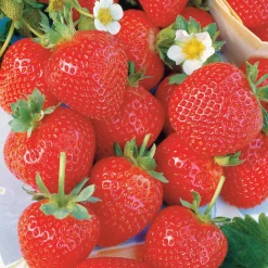 20 Fraisiers remontants La Savoureuse de Willemse ® - Des fraises tout l'été