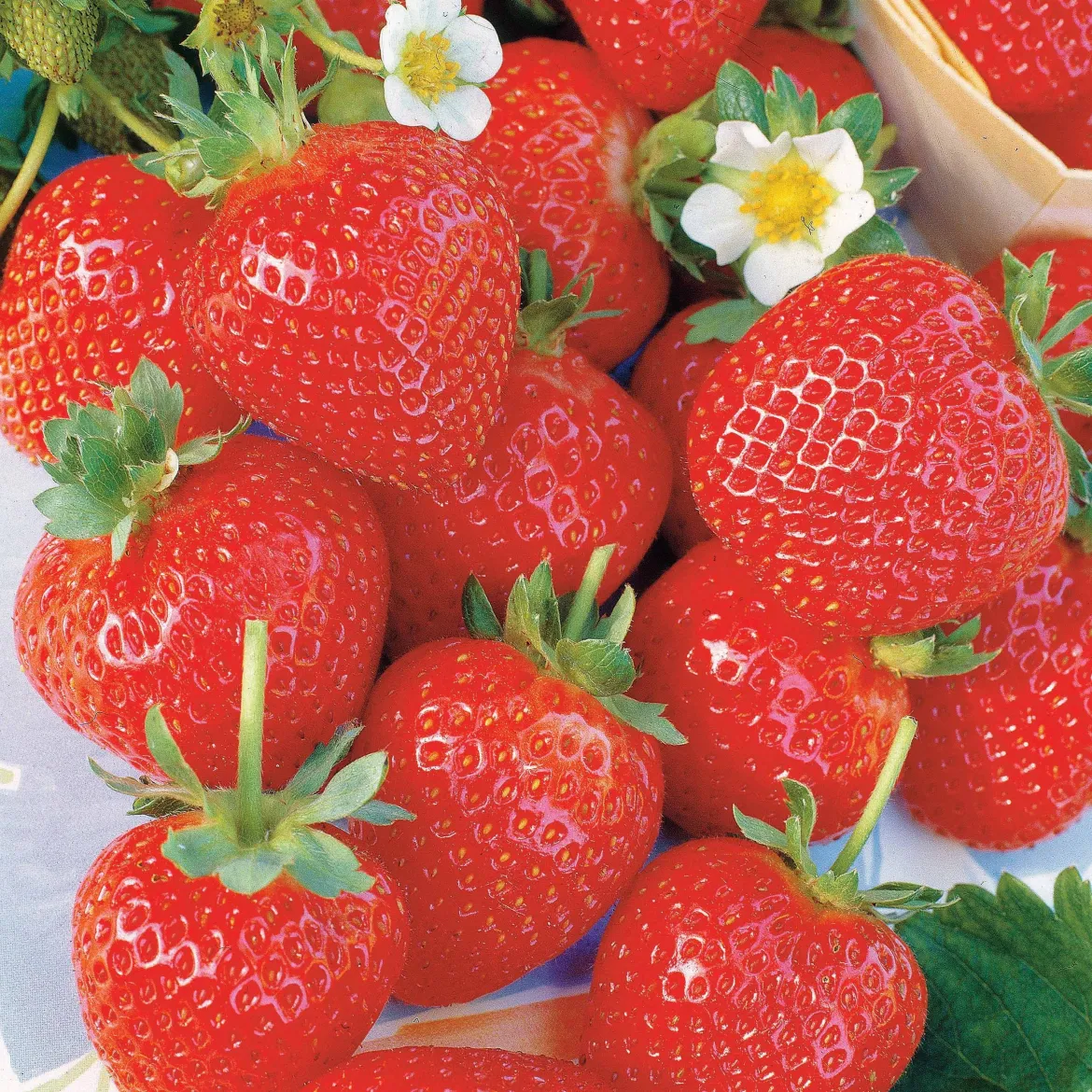20 Fraisiers remontants La Savoureuse de Willemse ® - Des fraises tout l'été
