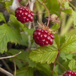 Framboisier arctique - Des framboises même au nord