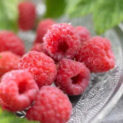 Framboisier 'Malling Promise' - Des framboises dès l'été 1