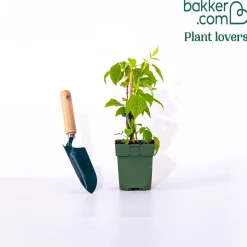 Framboisier nain et compact non remontant Beauté rubis ® - Des framboises sur le balcon
