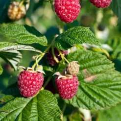 Framboisier nain 'Sweet Sister' - Des framboises sur le balcon