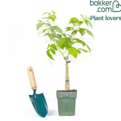 Framboisier nain 'Sweet Sister' - Des framboises sur le balcon