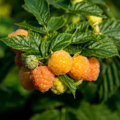 Framboisier remontant Fallgold - Des framboises dorées et sucrées
