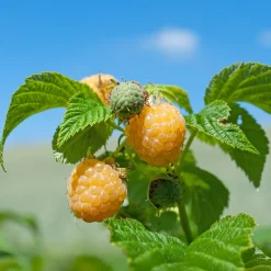Framboisier remontant Fallgold - Des framboises dorées et sucrées