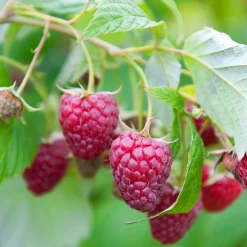 2 Framboisiers remontant Sumo 2 - Des framboises XXL au jardin