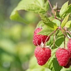 2 Framboisiers remontant Sumo 2 - Des framboises XXL au jardin