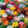 20 Freesias et Renoncules en mélange - Bordure fleurie et parfumée