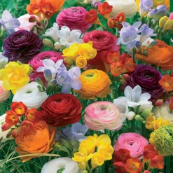 20 Freesias et Renoncules en mélange - Bordure fleurie et parfumée