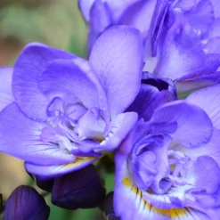 25 Freesias à fleurs doubles bleues - Bleu rare et parfum intense