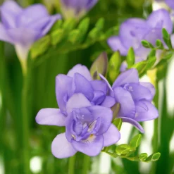 25 Freesias à fleurs doubles bleues - Bleu rare et parfum intense