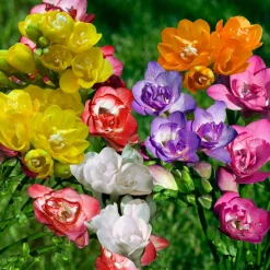 25 Freesias à fleurs doubles en mélange - Un parfum qui remplit la maison