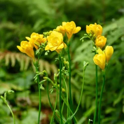25 Freesias à fleurs doubles jaunes - Jaune éclatant et parfumé