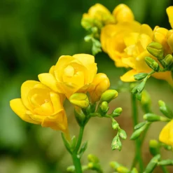 25 Freesias à fleurs doubles jaunes - Jaune éclatant et parfumé