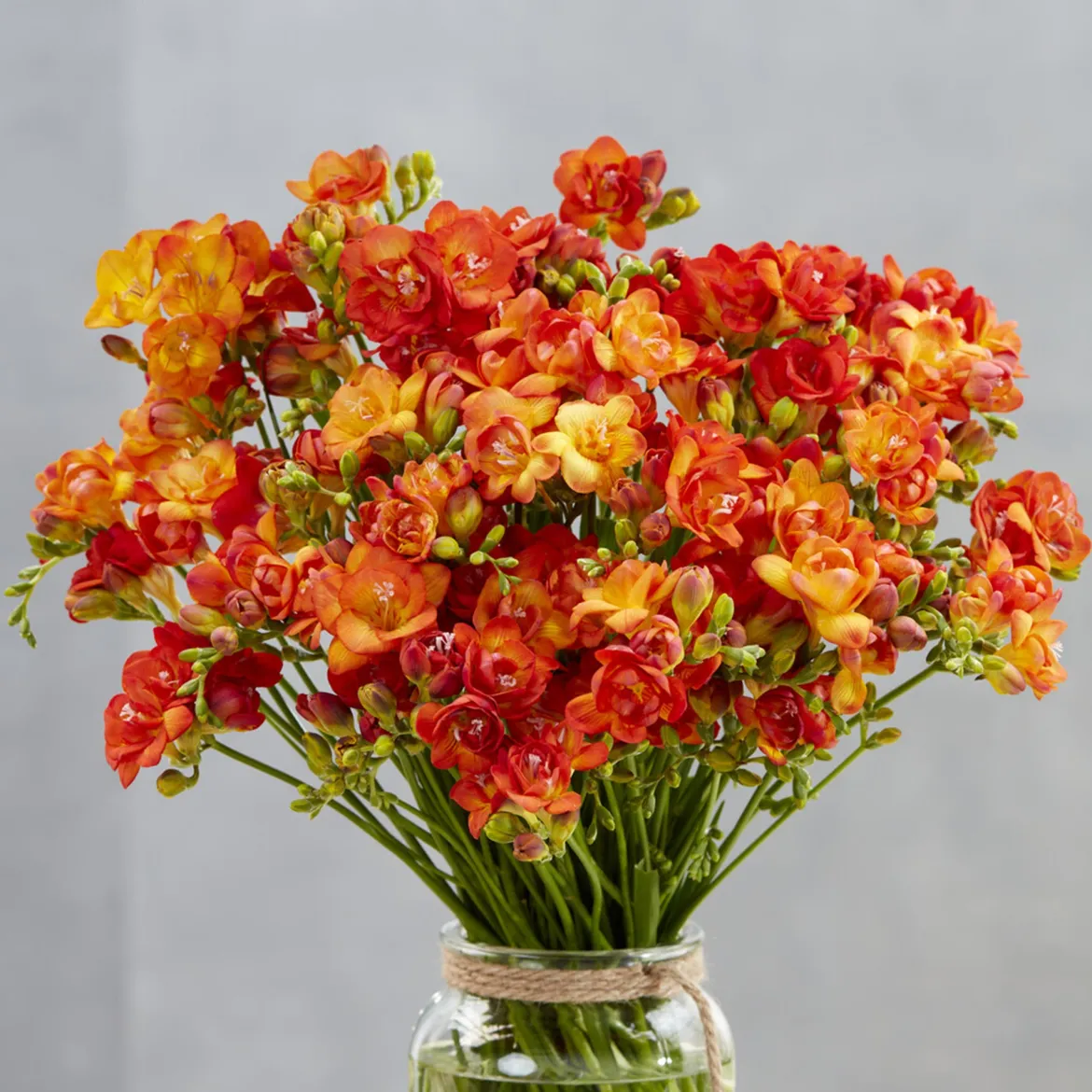 25 Freesias à fleurs doubles oranges - Parfum et couleur au jardin
