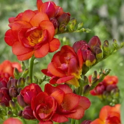 25 Freesias à fleurs doubles rouges - Rouge vif et parfum fou