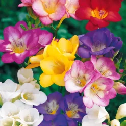 25 Freesias à fleurs simples en mélange - Un parfum qui envahit le jardin