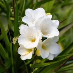 15 Freesia simple blanche - Fleurs blanches au parfum culte