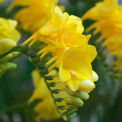 15 Freesia simple jaune - Bouquets jaunes ultra parfumés