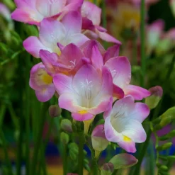 15 Freesia simple rose - Fleurs roses au parfum sucré